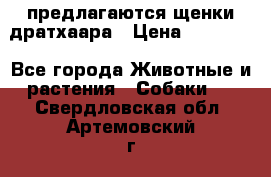 предлагаются щенки дратхаара › Цена ­ 20 000 - Все города Животные и растения » Собаки   . Свердловская обл.,Артемовский г.